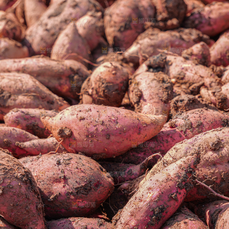 红薯