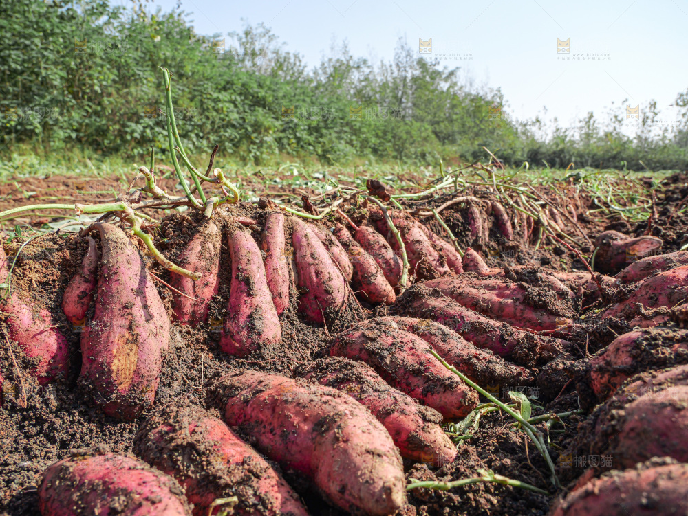 红薯