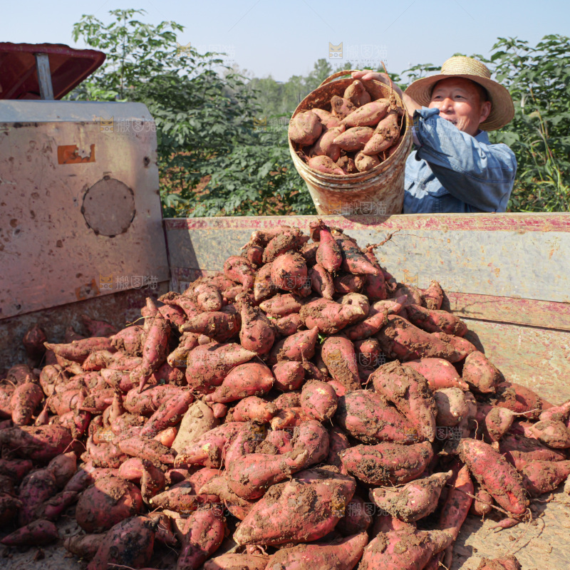 红薯