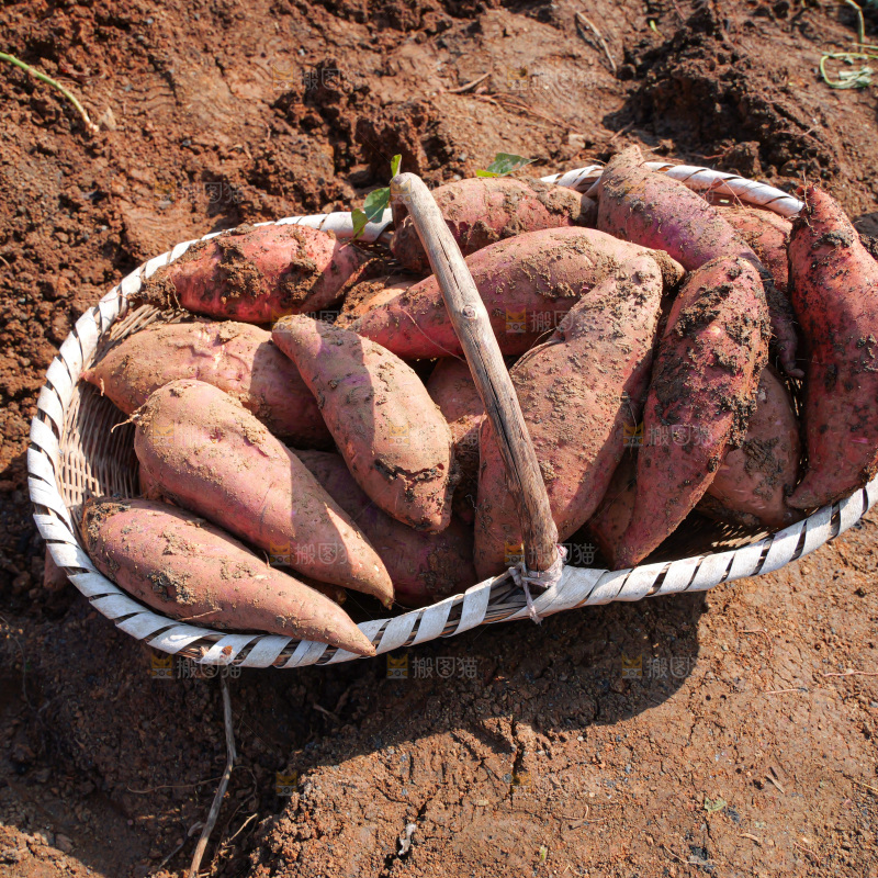 红薯