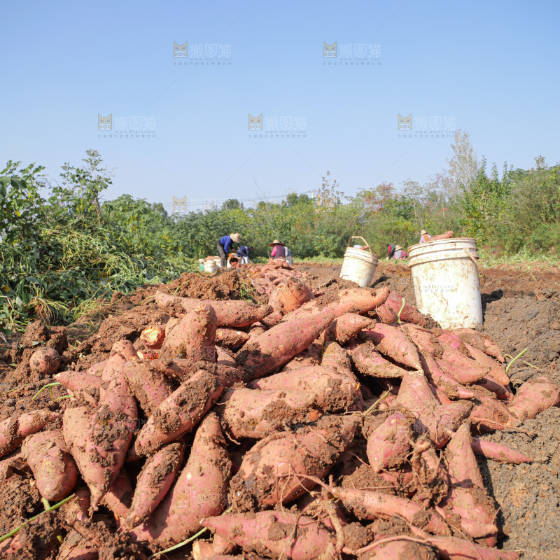 红薯