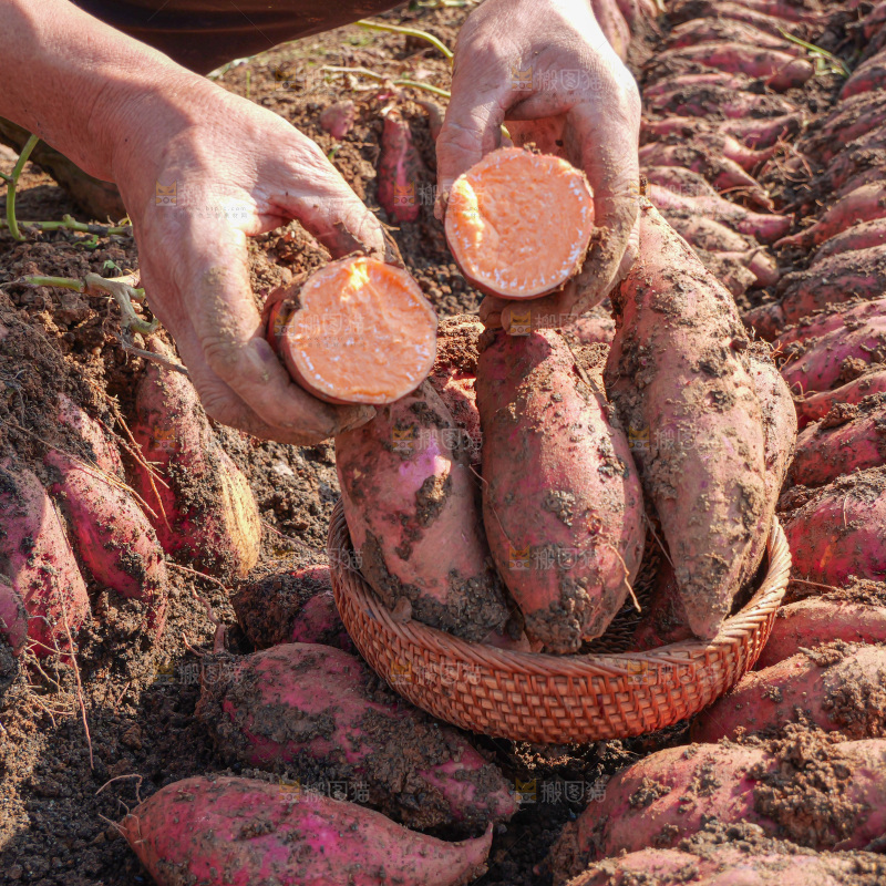 红薯