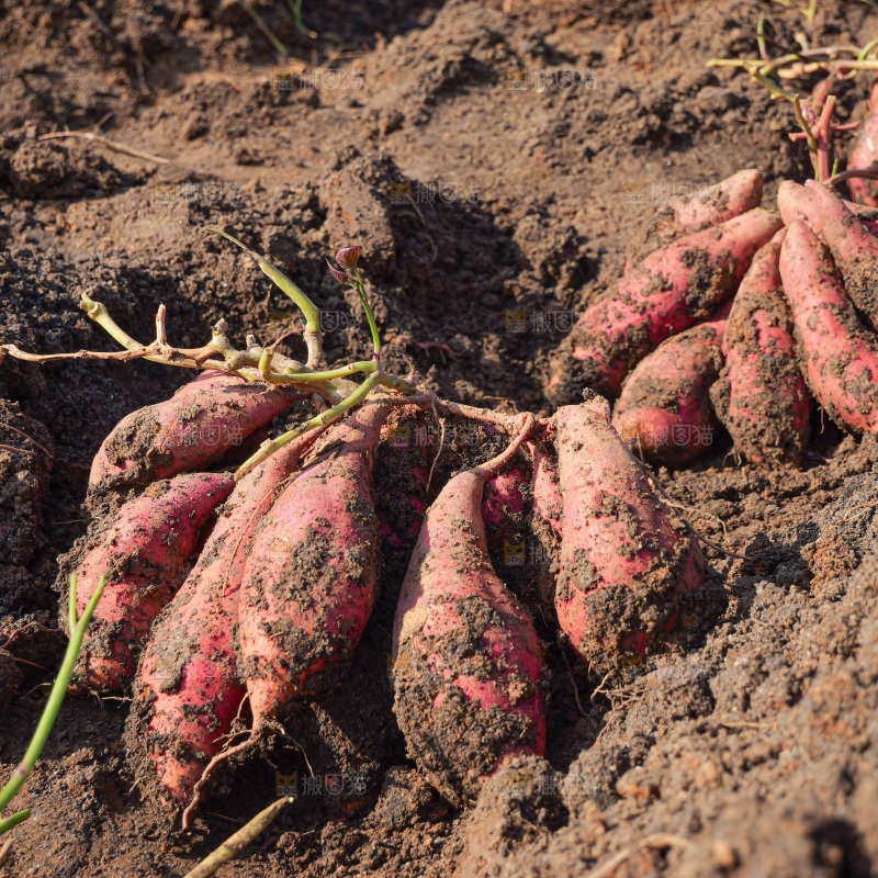 红薯