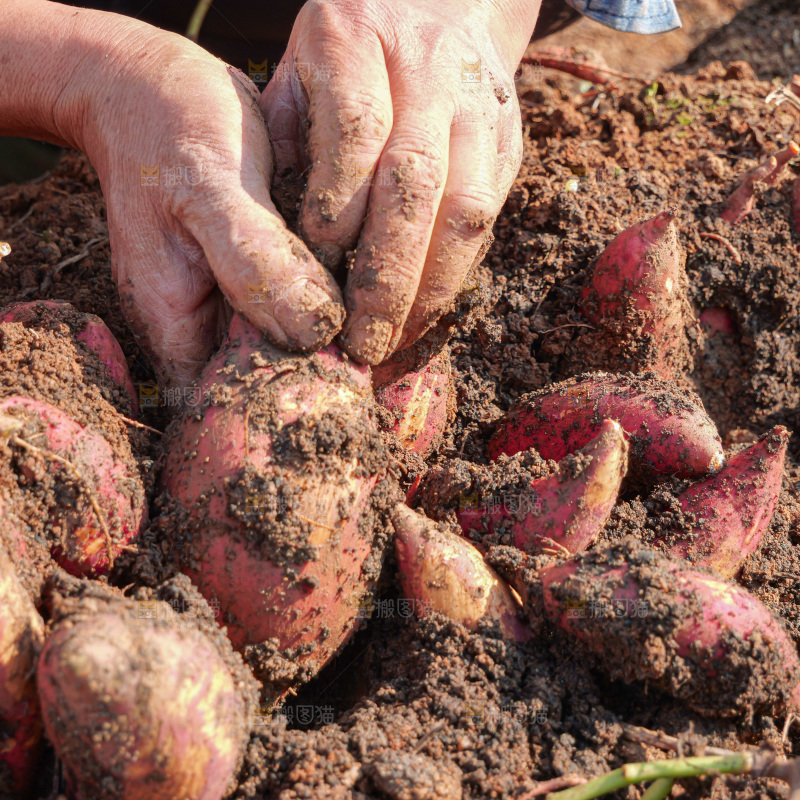 红薯