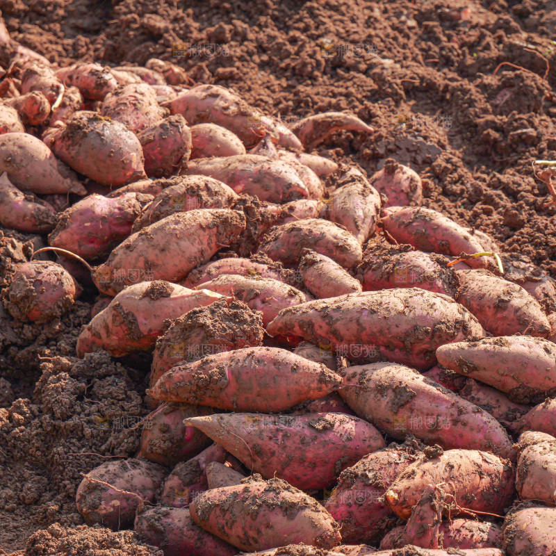 红薯