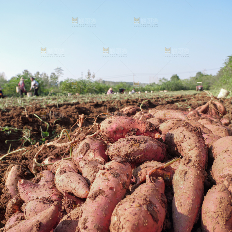 红薯