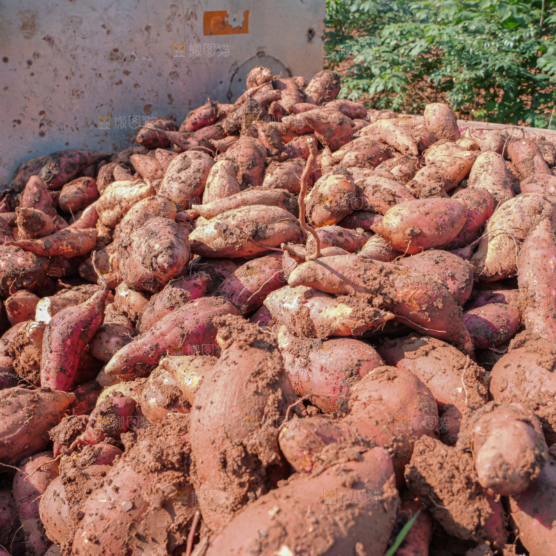 红薯