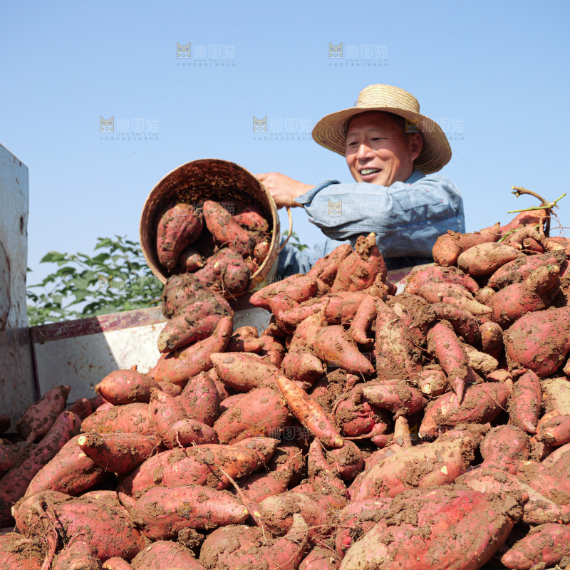 红薯