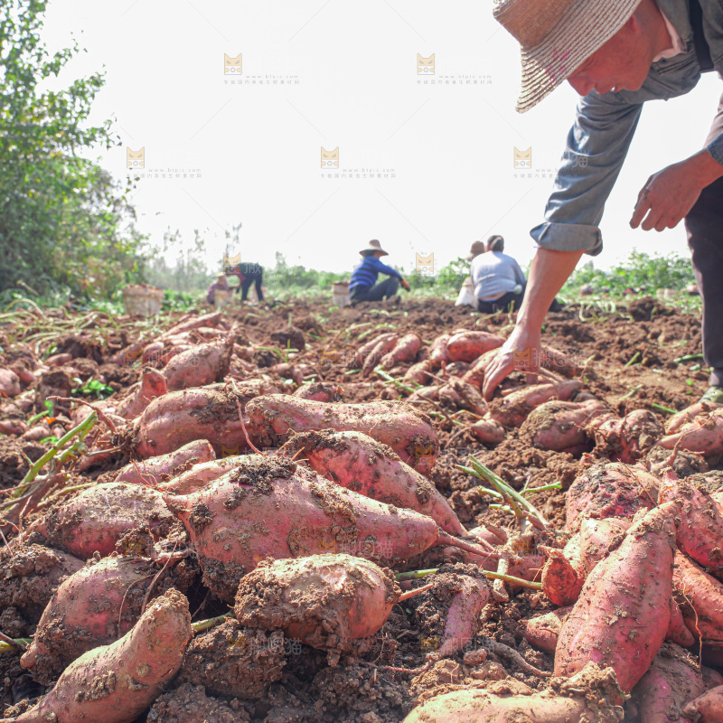 红薯