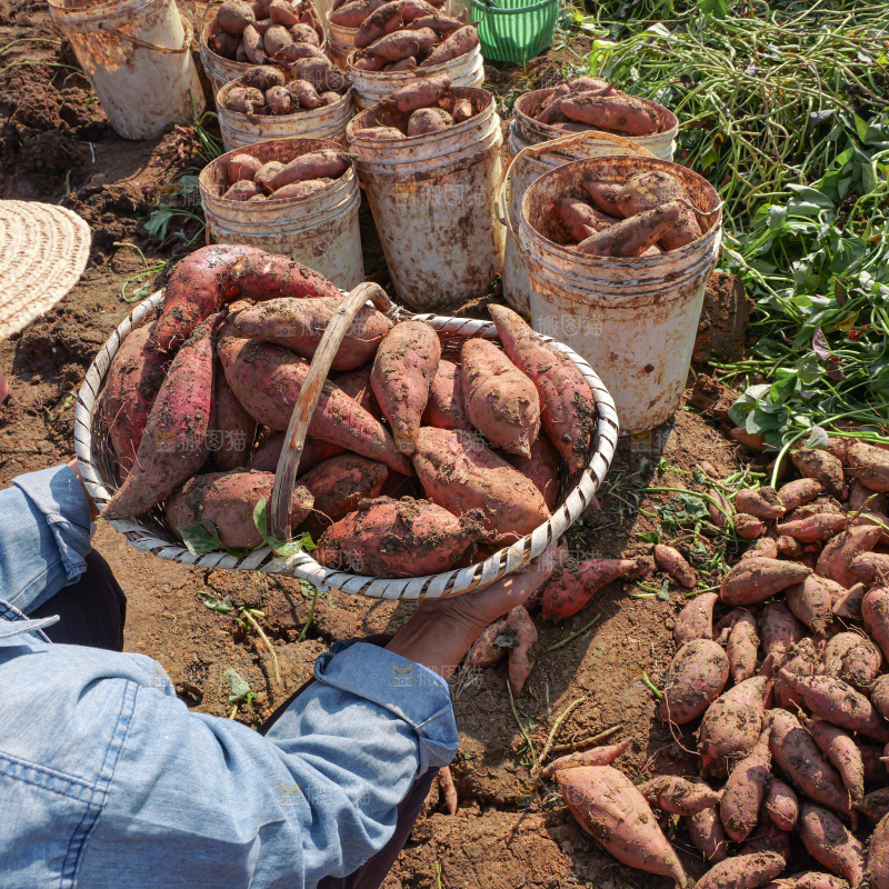 红薯