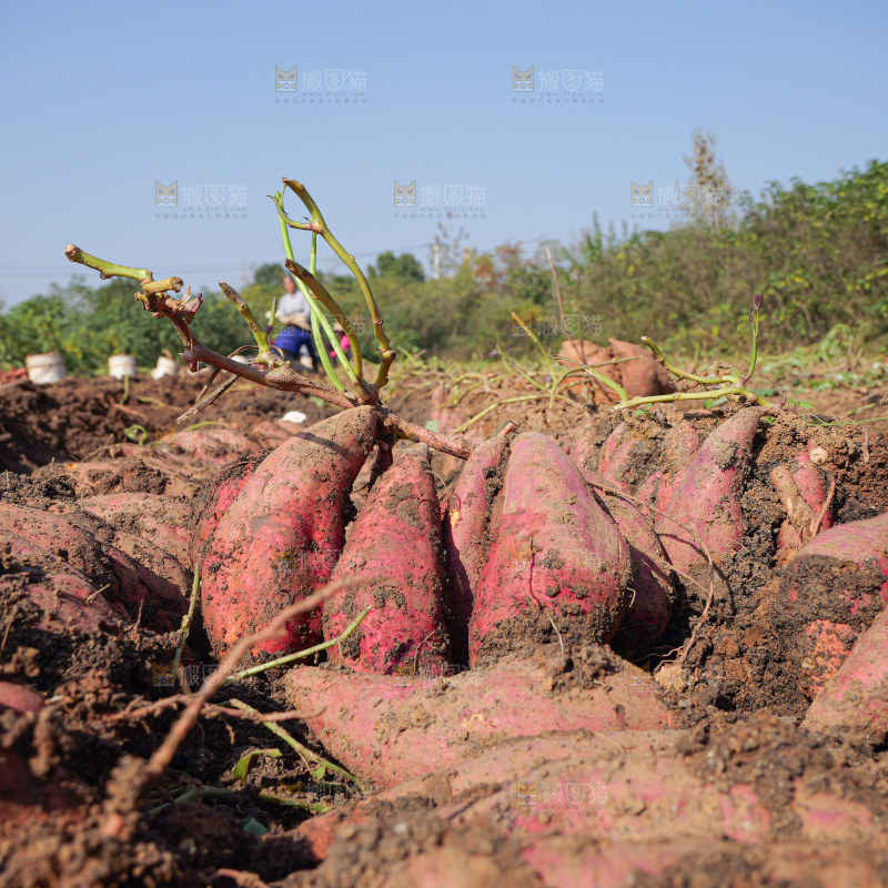 红薯