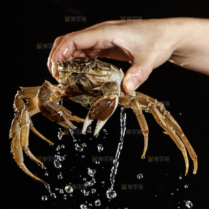 大闸蟹