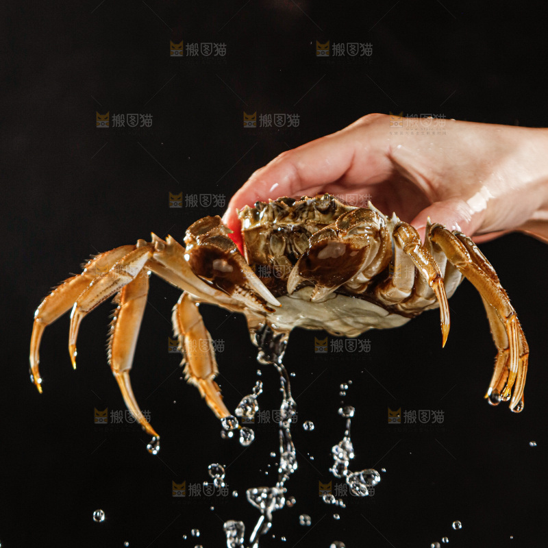 大闸蟹