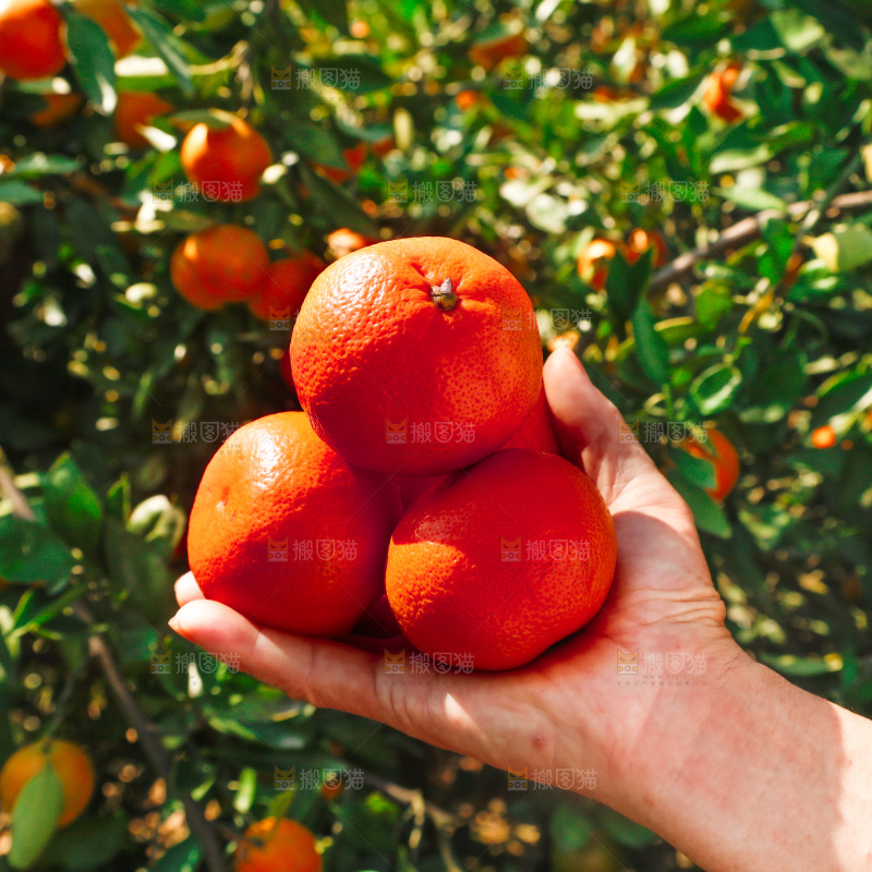 红橘