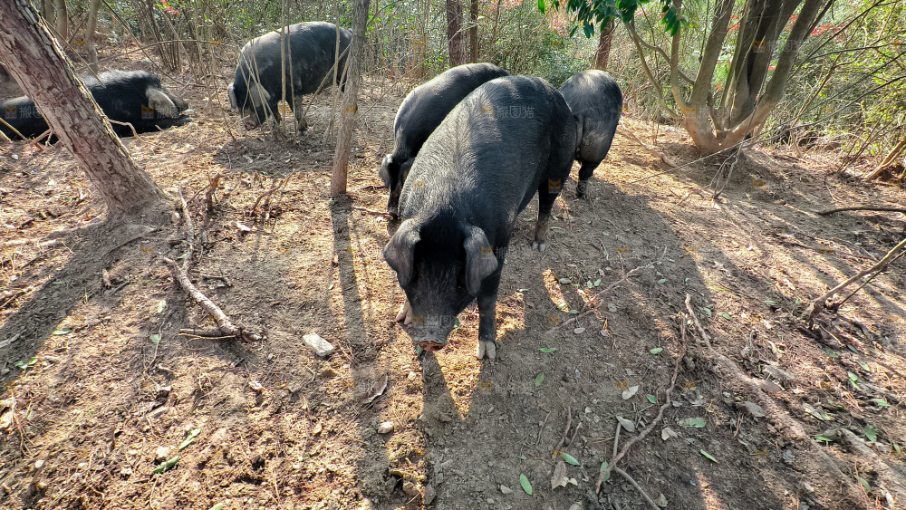 黑猪