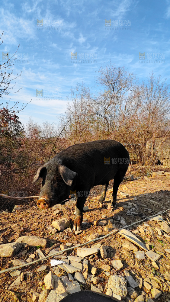 黑猪