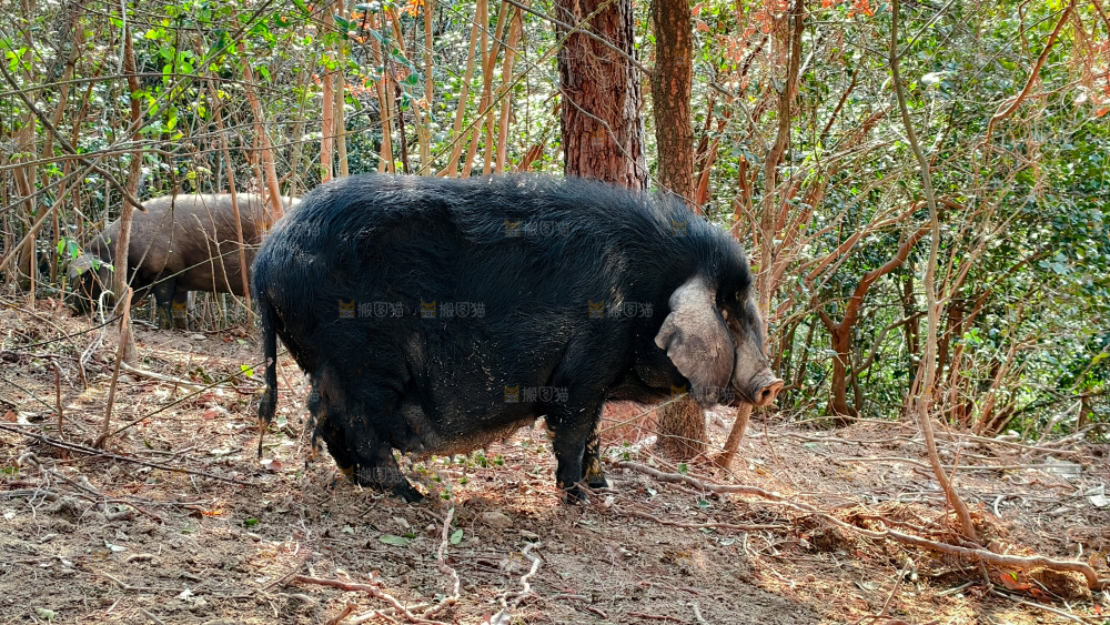 黑猪
