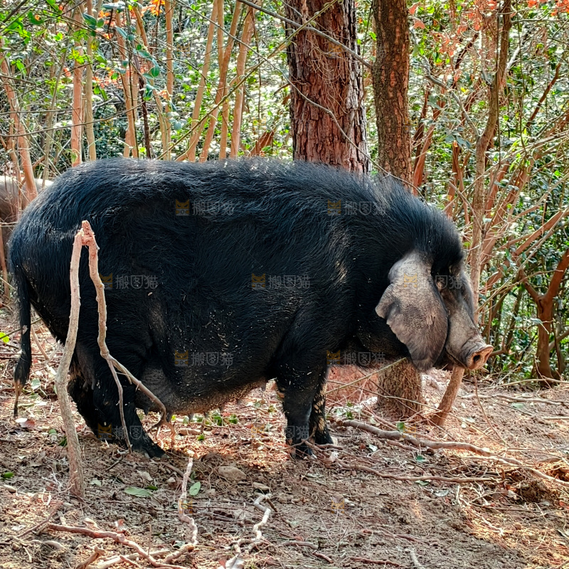 黑猪