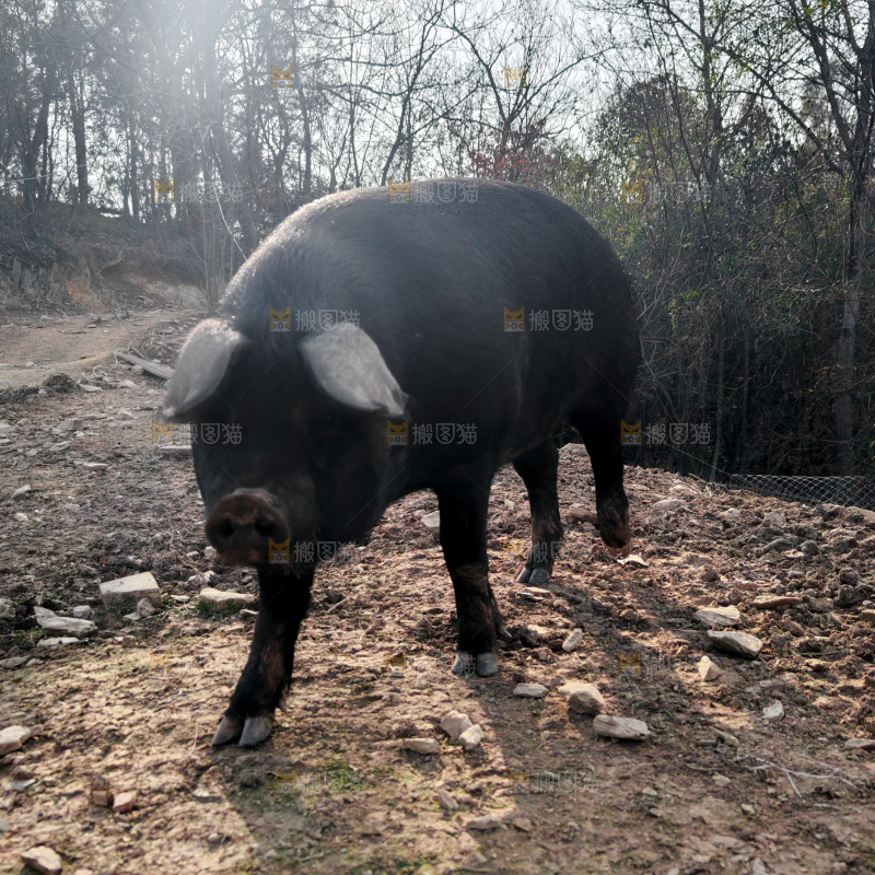 黑猪
