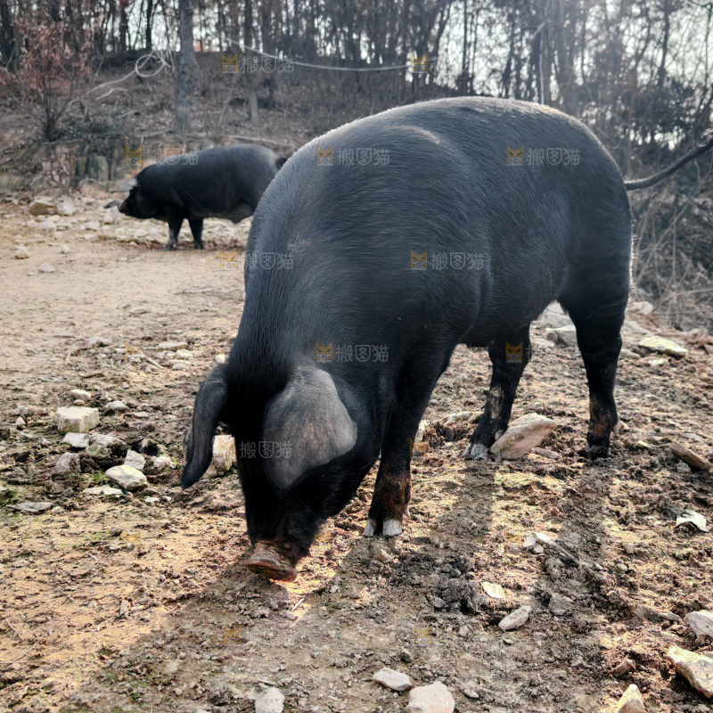 黑猪