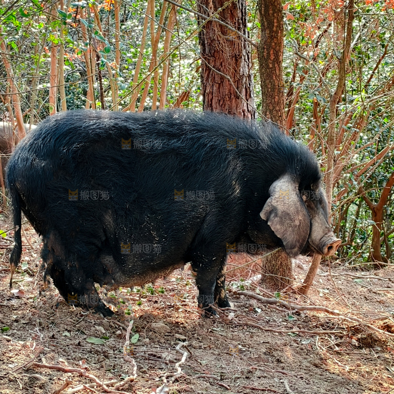 黑猪