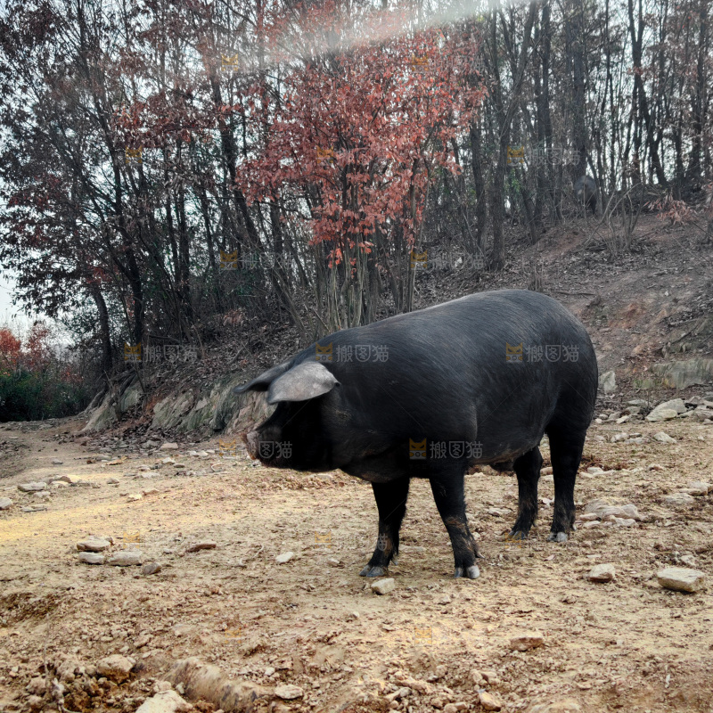 黑猪