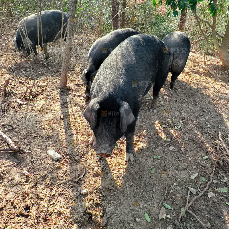 黑猪
