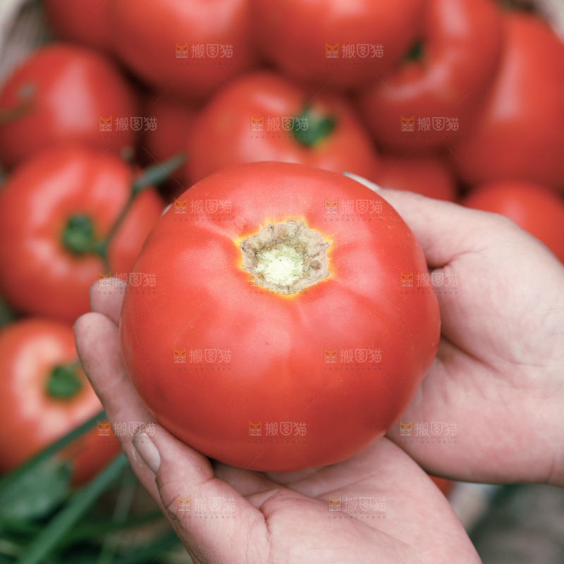 沙瓤西红柿