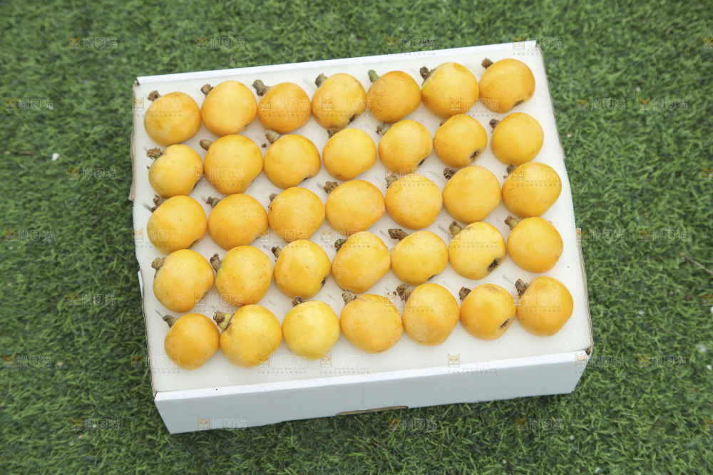 白玉枇杷