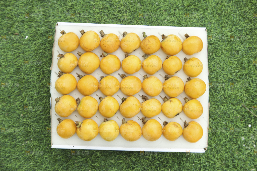 白玉枇杷