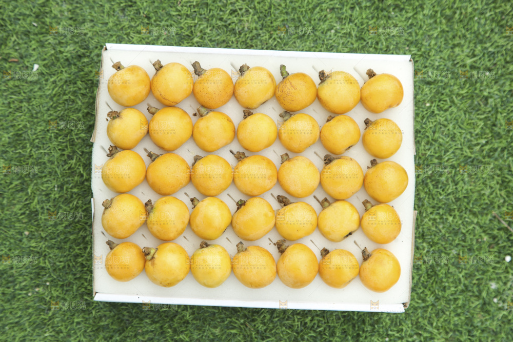 白玉枇杷