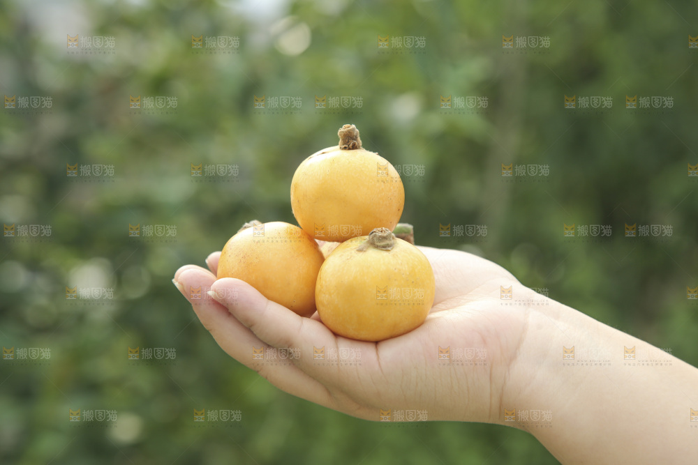 白玉枇杷