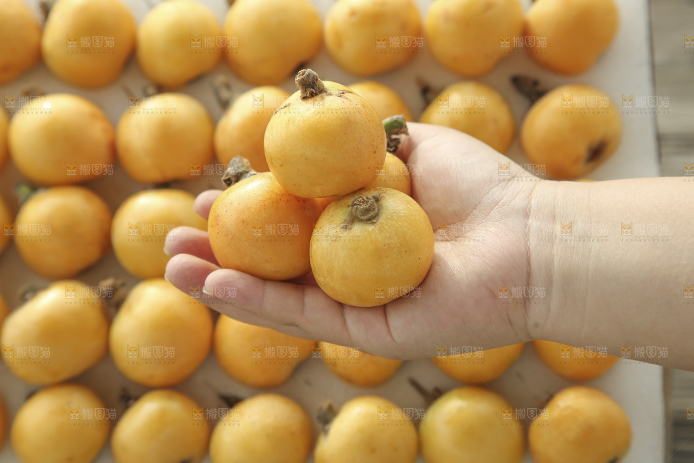 白玉枇杷