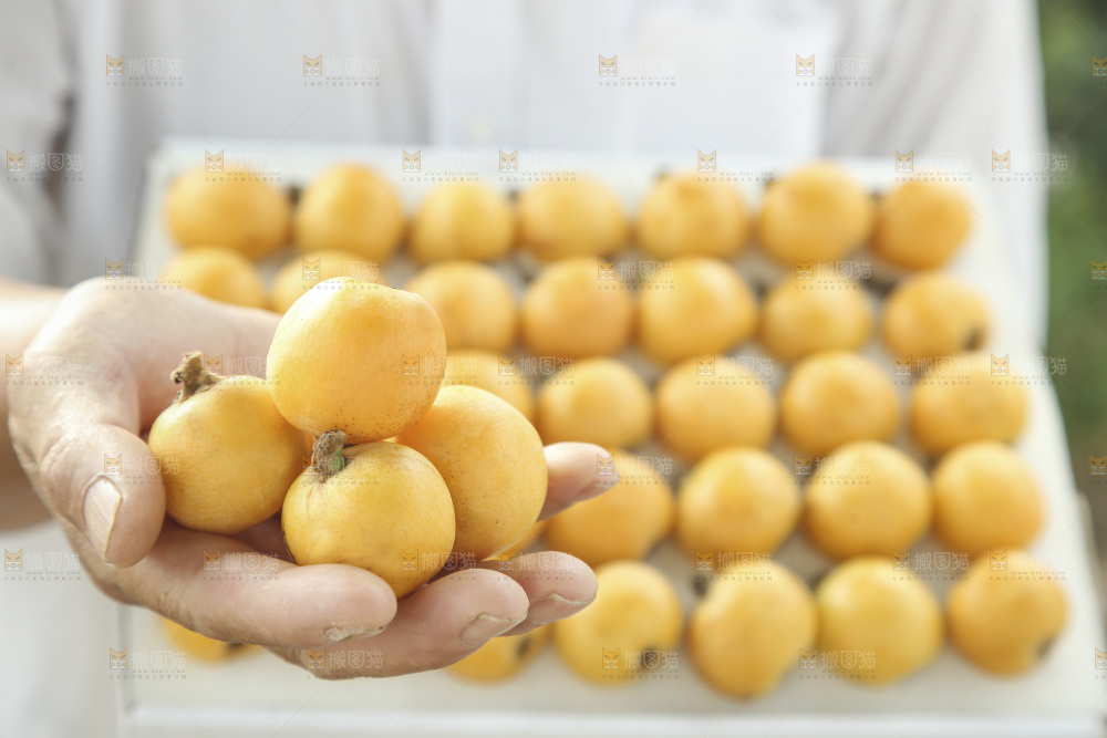 白玉枇杷