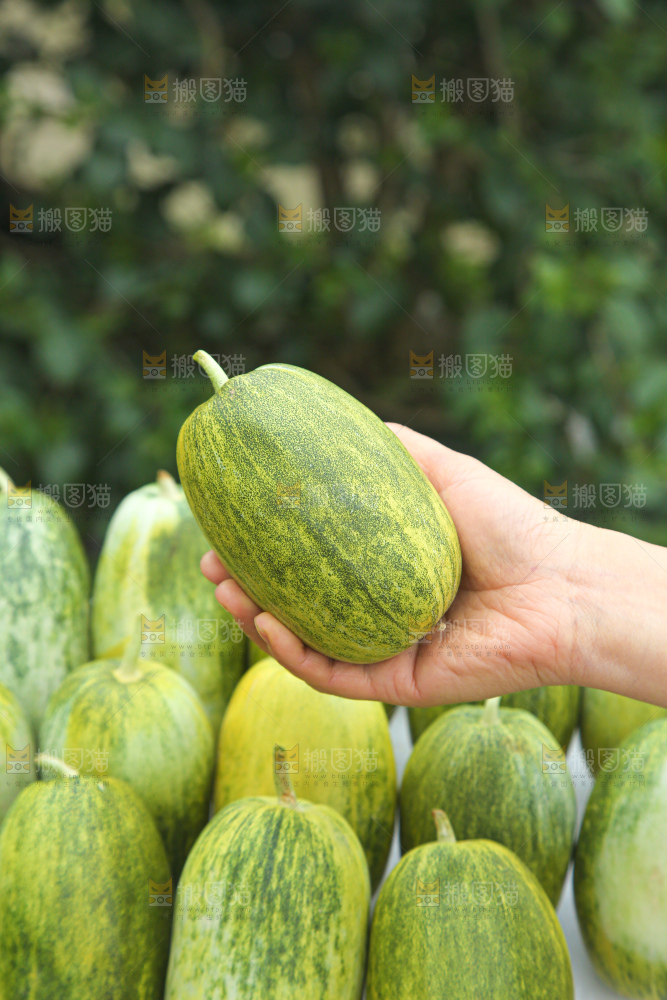 星甜金冠蜜瓜