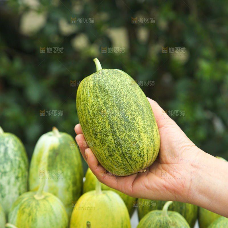 星甜金冠蜜瓜