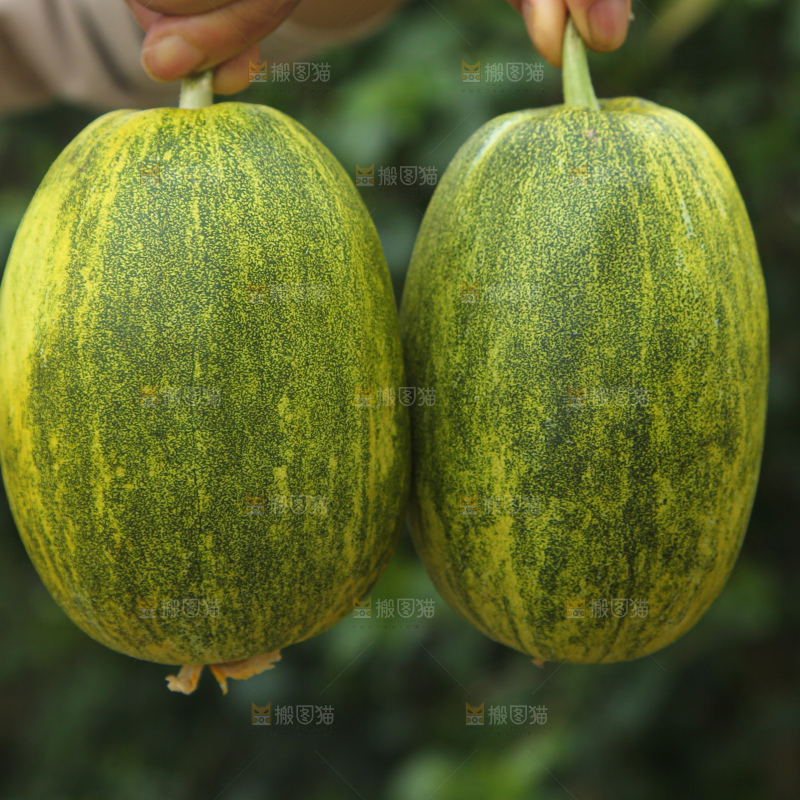 星甜金冠蜜瓜
