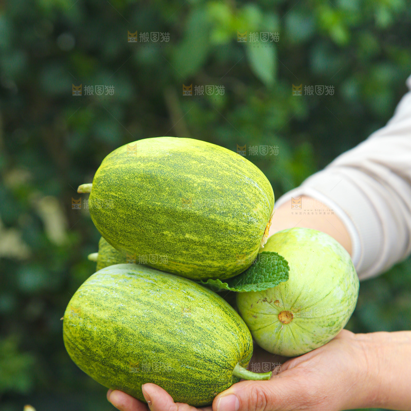 星甜金冠蜜瓜