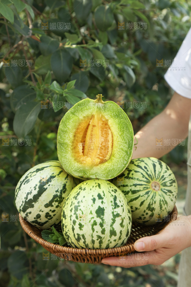 花蕾甜瓜