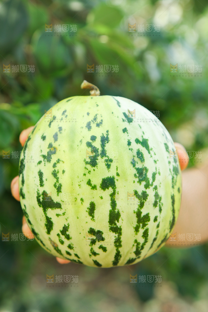 花蕾甜瓜