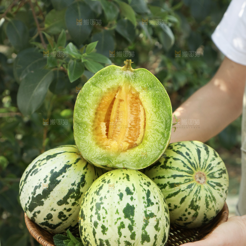 花蕾甜瓜