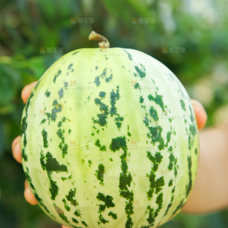 花蕾甜瓜