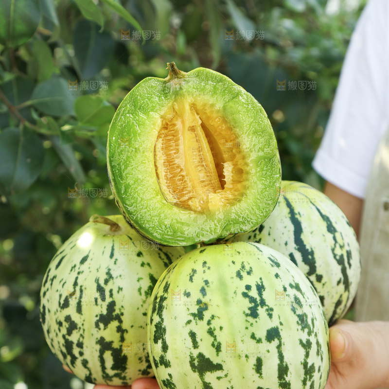 花蕾甜瓜