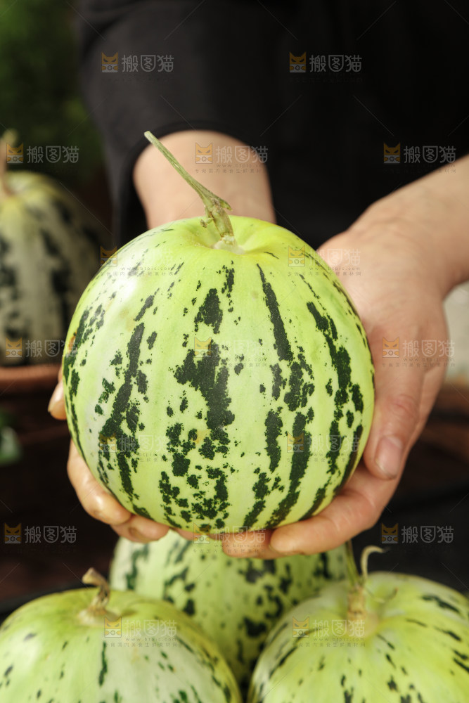 花蕾甜瓜