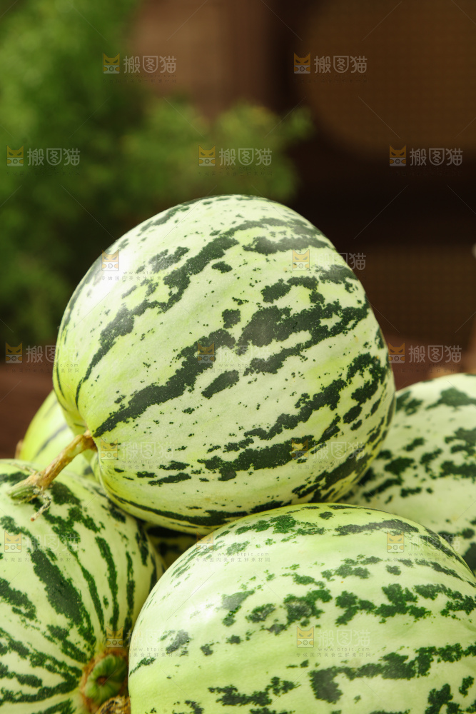 花蕾甜瓜