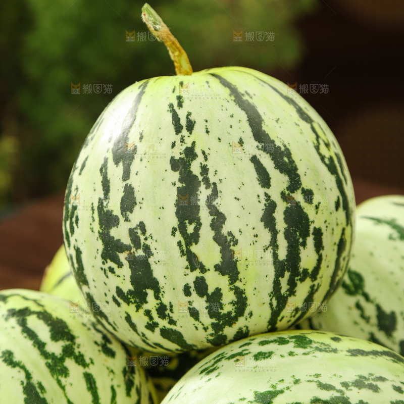 花蕾甜瓜