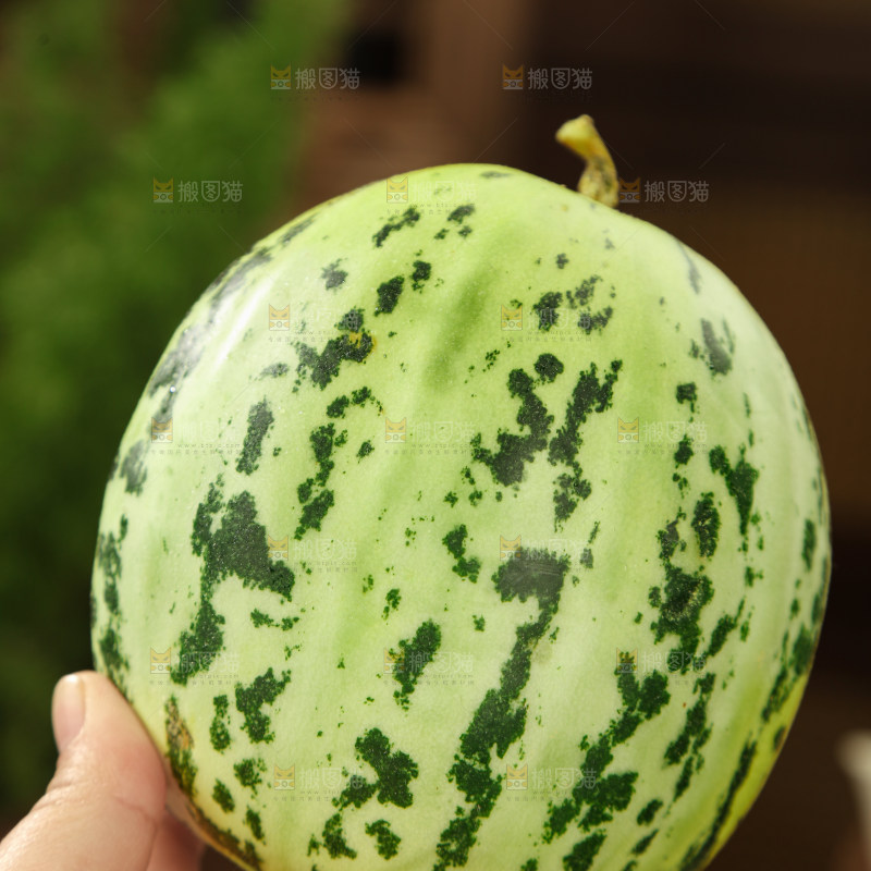 花蕾甜瓜