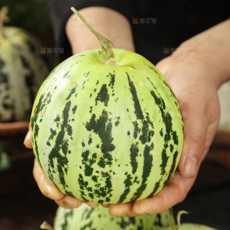 花蕾甜瓜