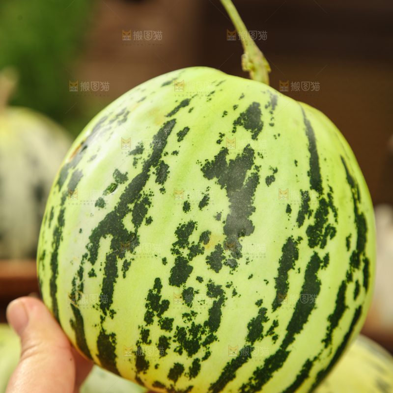花蕾甜瓜