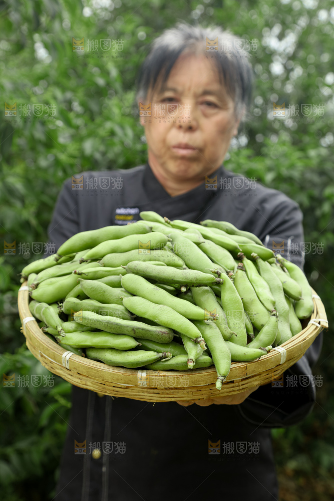 蚕豆